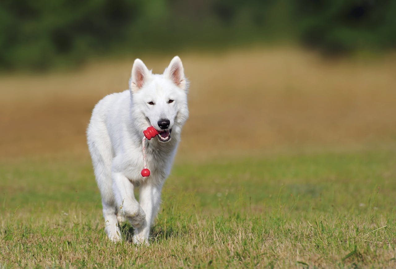 swiss shepherd dog dog white animal 46523.jpeg